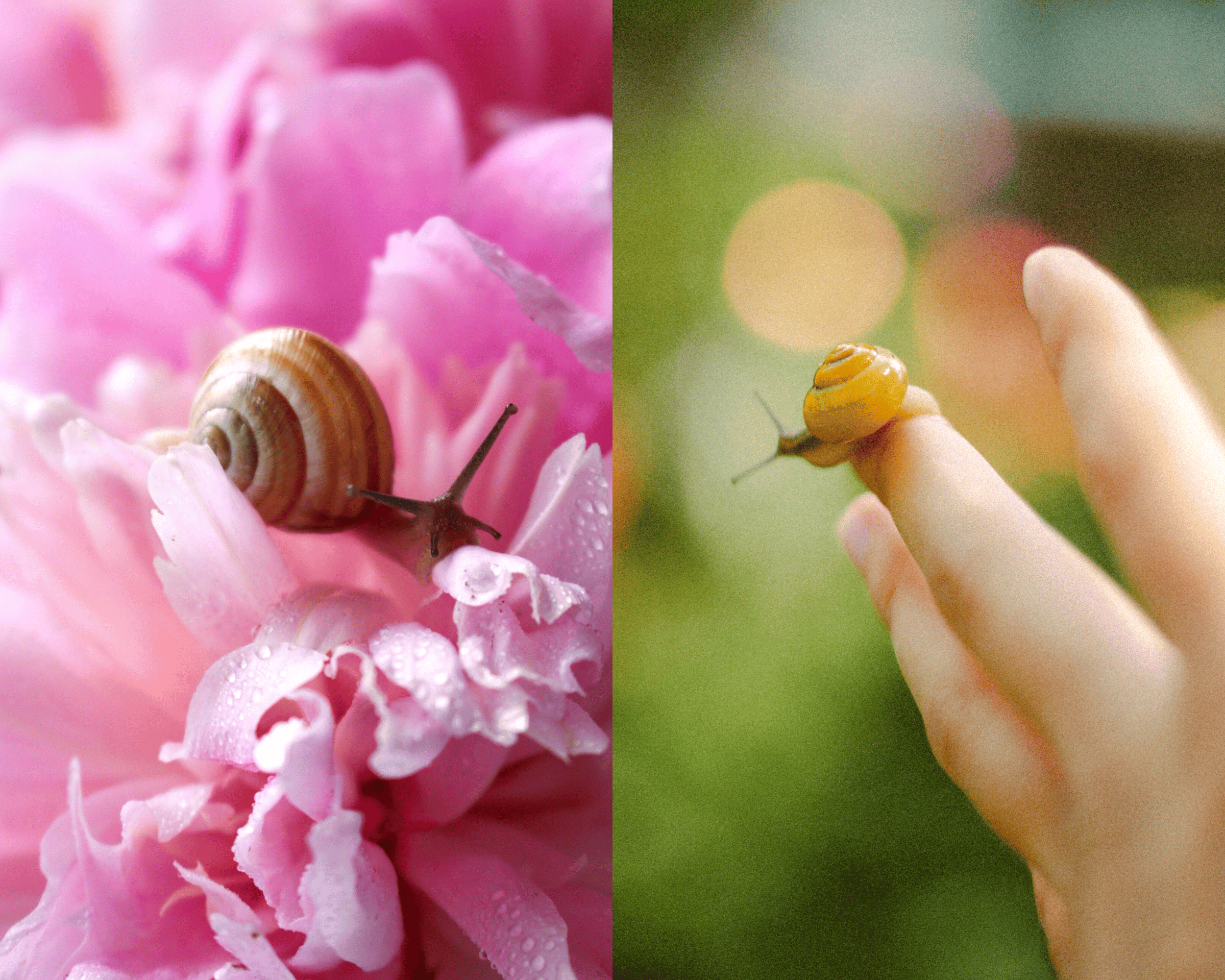 What is snail mucin?